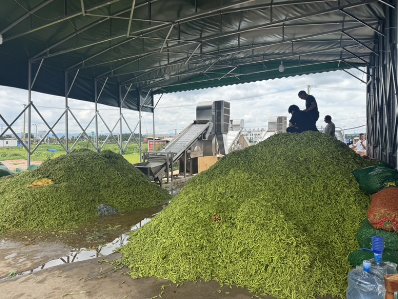 通货毛豆，打米豆货源充足欢迎各位电联