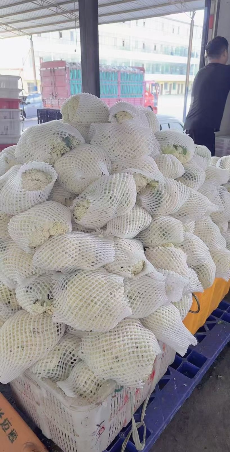 精品花菜