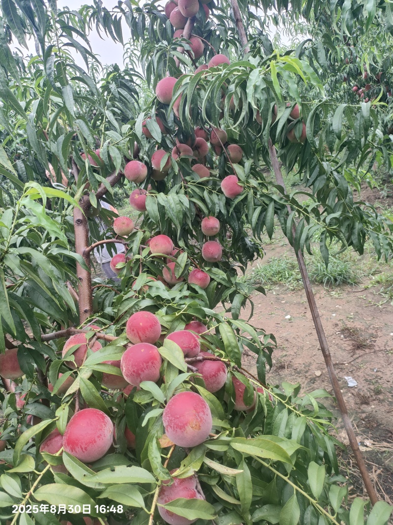 青州蜜，全红蜜，大老板，二老板