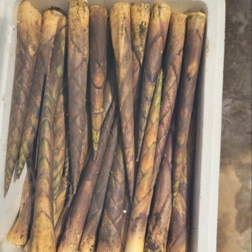 方竹笋批发