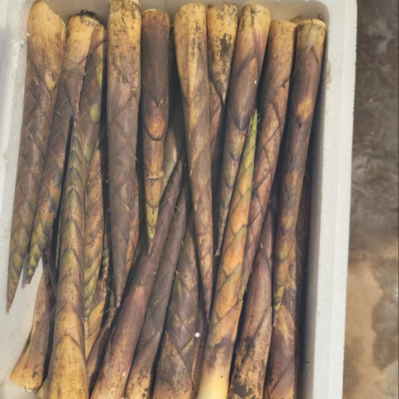 方竹笋批发