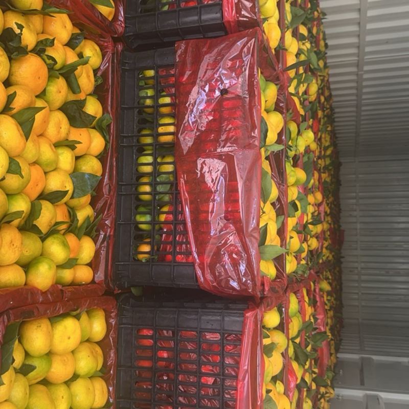 云南玉溪精品小果蜜橘