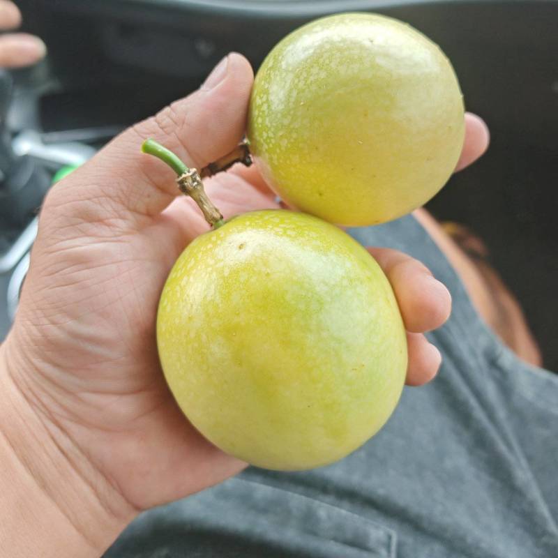 炸汁百香果、工厂货