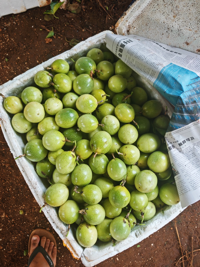 炸汁百香果、工厂货