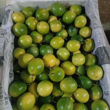 炸汁百香果，电商果，工厂货