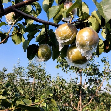 玉露香梨