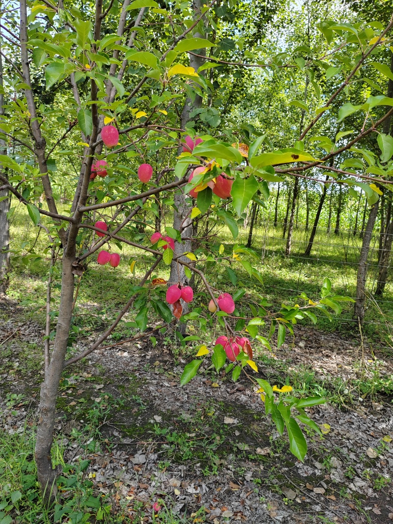 鸡心果