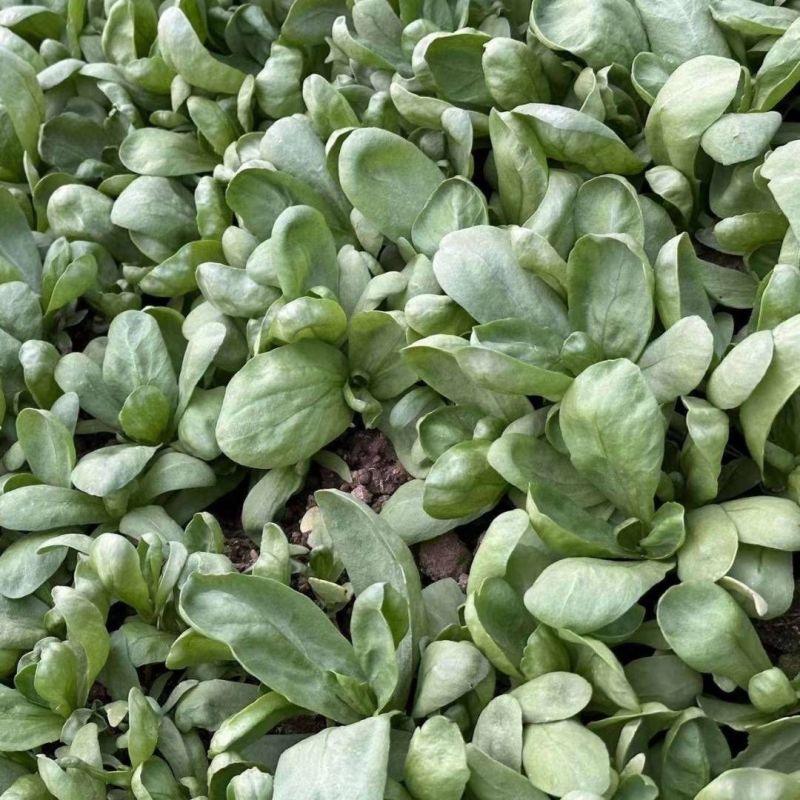 长征阔板茼蒿板叶茼蒿叶片肥厚无分枝较耐热春夏秋季节均可栽