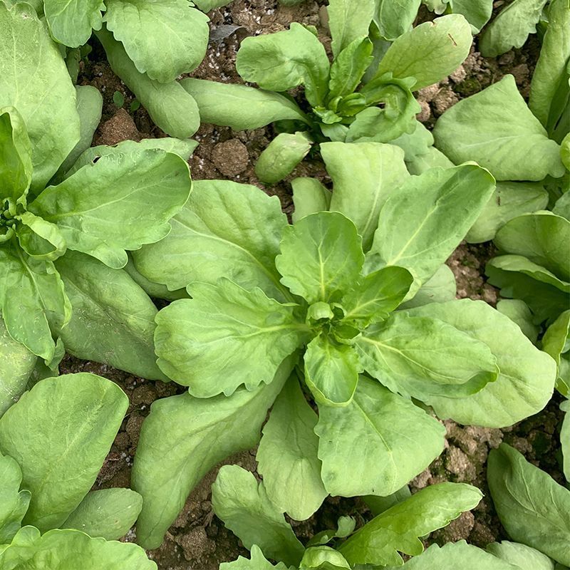 长征阔板茼蒿板叶茼蒿叶片肥厚无分枝较耐热春夏秋季节均可栽