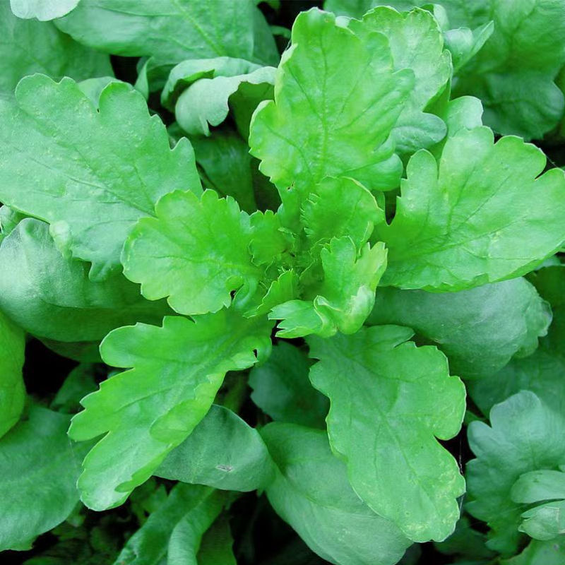 长征阔板茼蒿板叶茼蒿叶片肥厚无分枝较耐热春夏秋季节均可栽