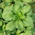 长征阔板茼蒿板叶茼蒿叶片肥厚无分枝较耐热春夏秋季节均可栽