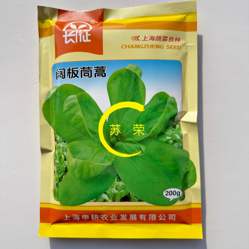 长征阔板茼蒿板叶茼蒿叶片肥厚无分枝较耐热春夏秋季节均可栽
