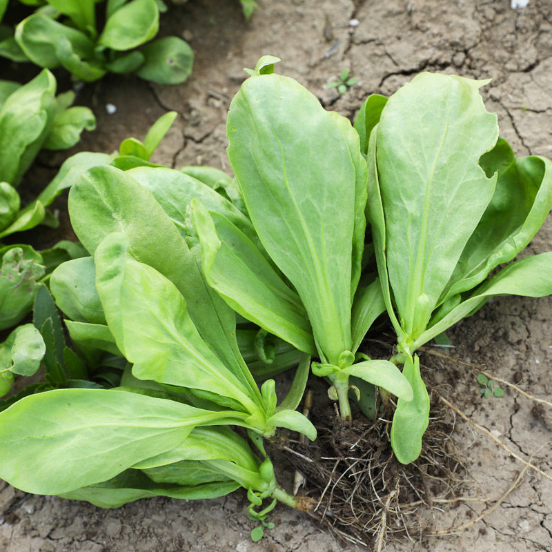 长征阔板茼蒿板叶茼蒿叶片肥厚无分枝较耐热春夏秋季节均可栽