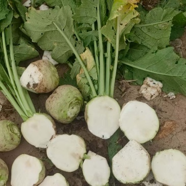 山西文水芥菜疙瘩无黑心空心支持各种包装水洗