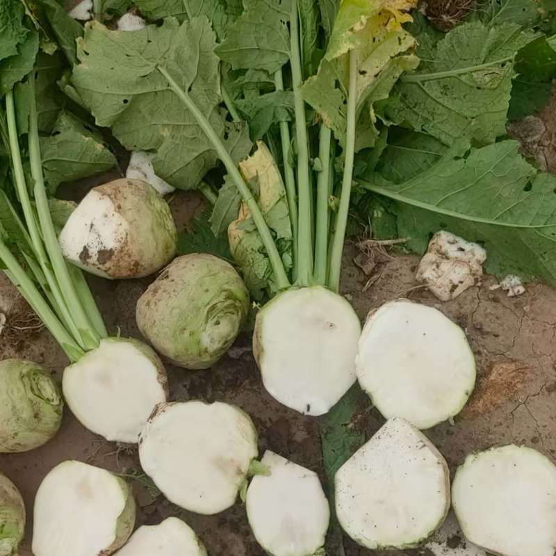 山西文水芥菜疙瘩无黑心空心支持各种包装水洗