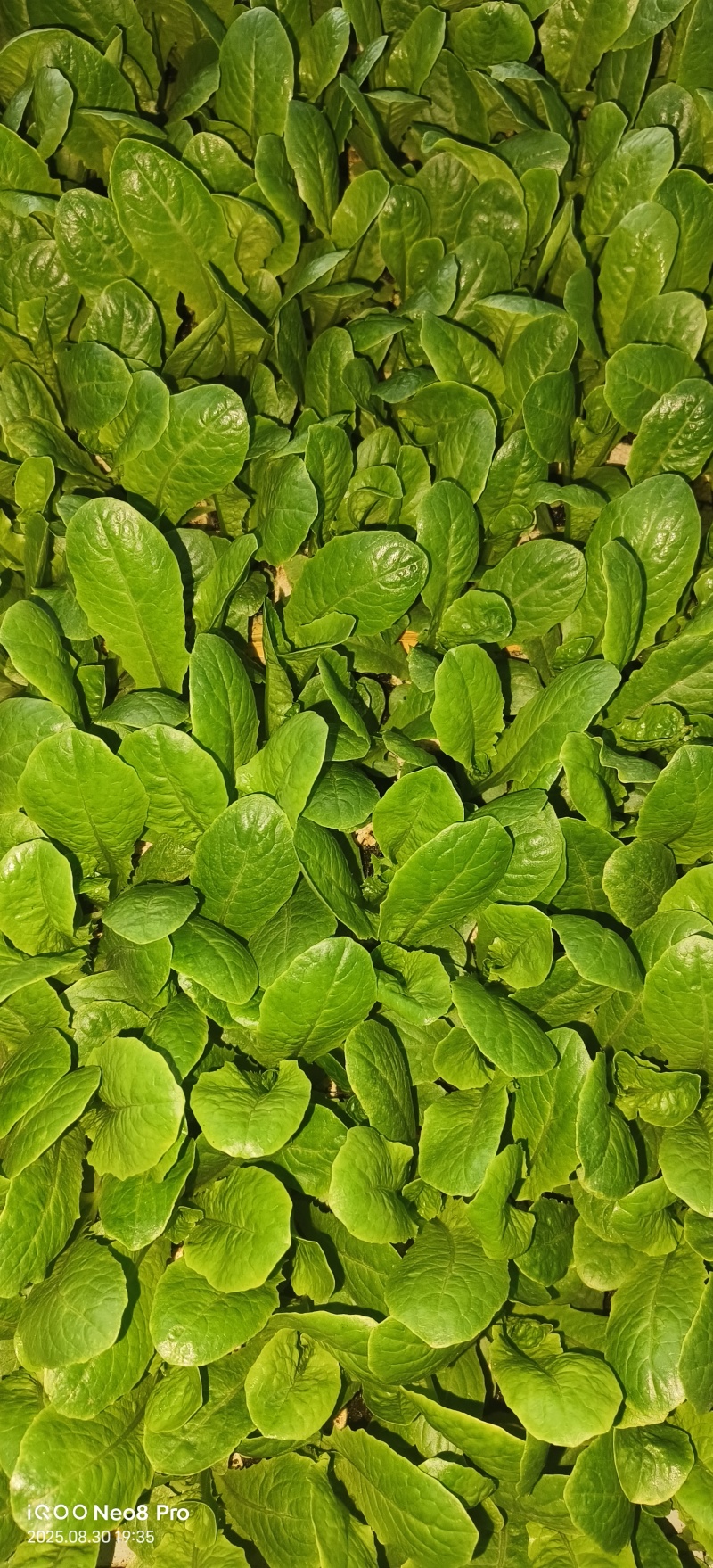 《莴笋苗》青皮红尖叶红莴笋苗/高产耐寒带土发货/现挖
