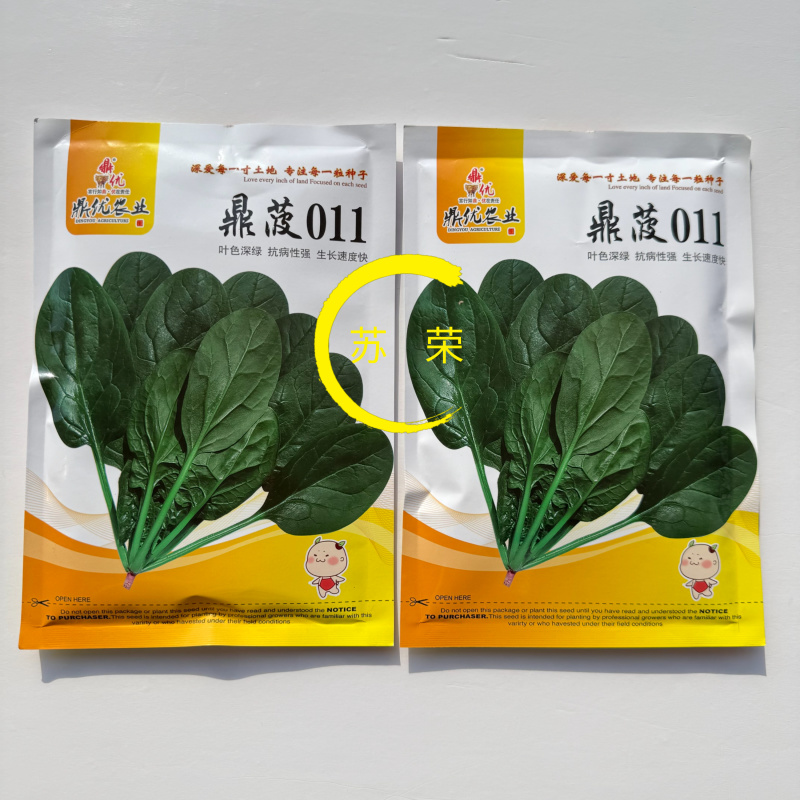 鼎菠011菠菜种子叶色深绿抗病性强生长速度快菠菜种籽