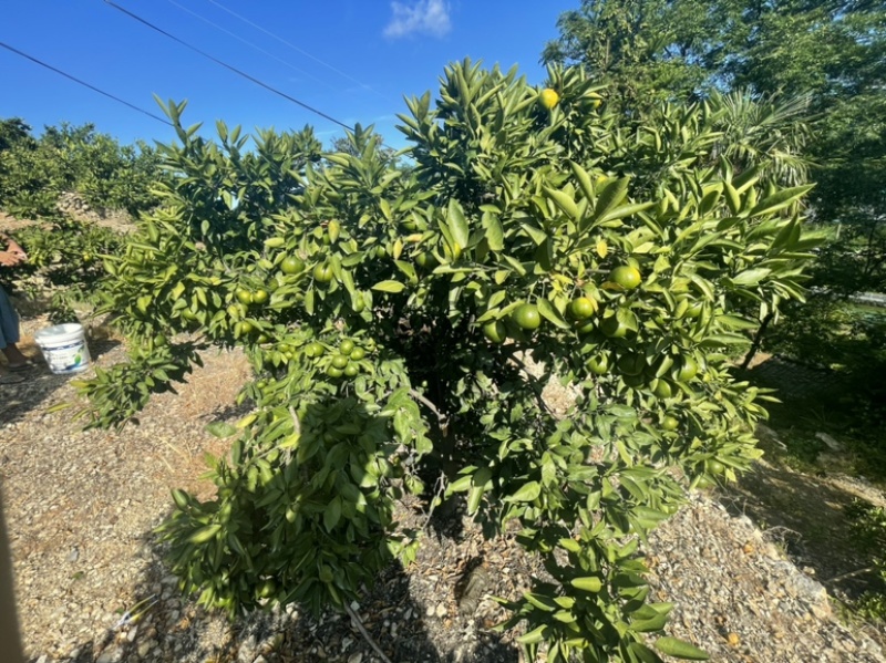 涌泉蜜桔