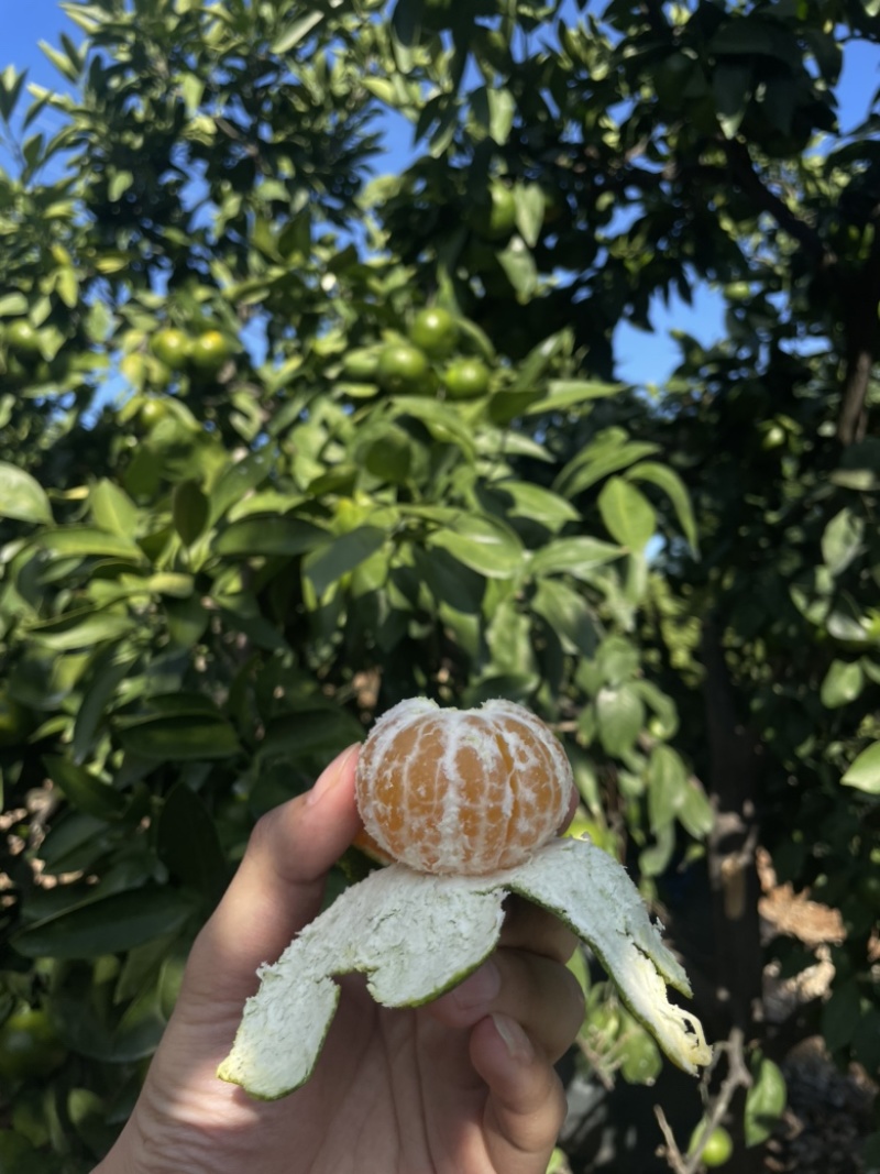 涌泉蜜桔