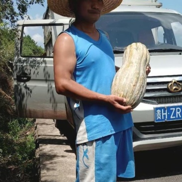 老南瓜