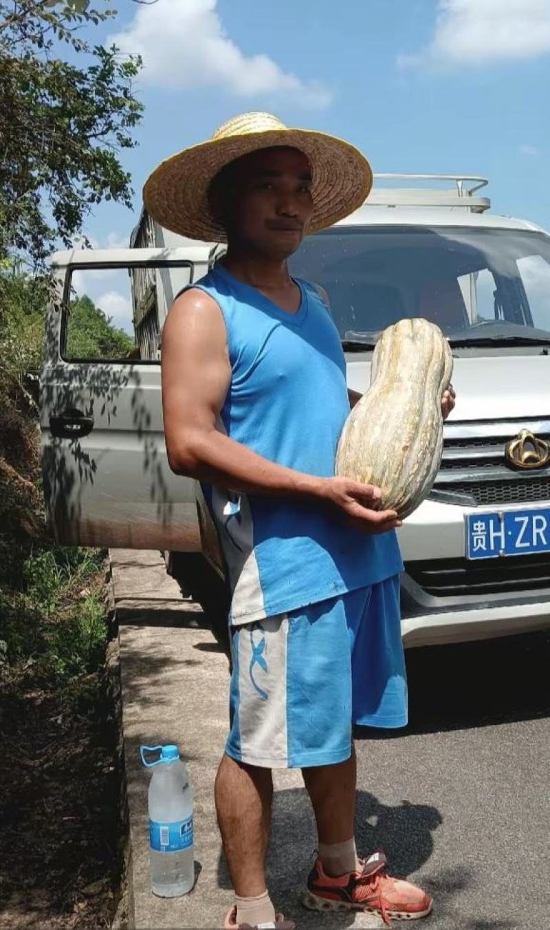 老南瓜