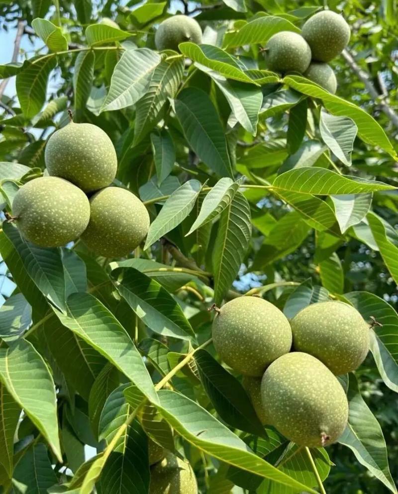 核桃