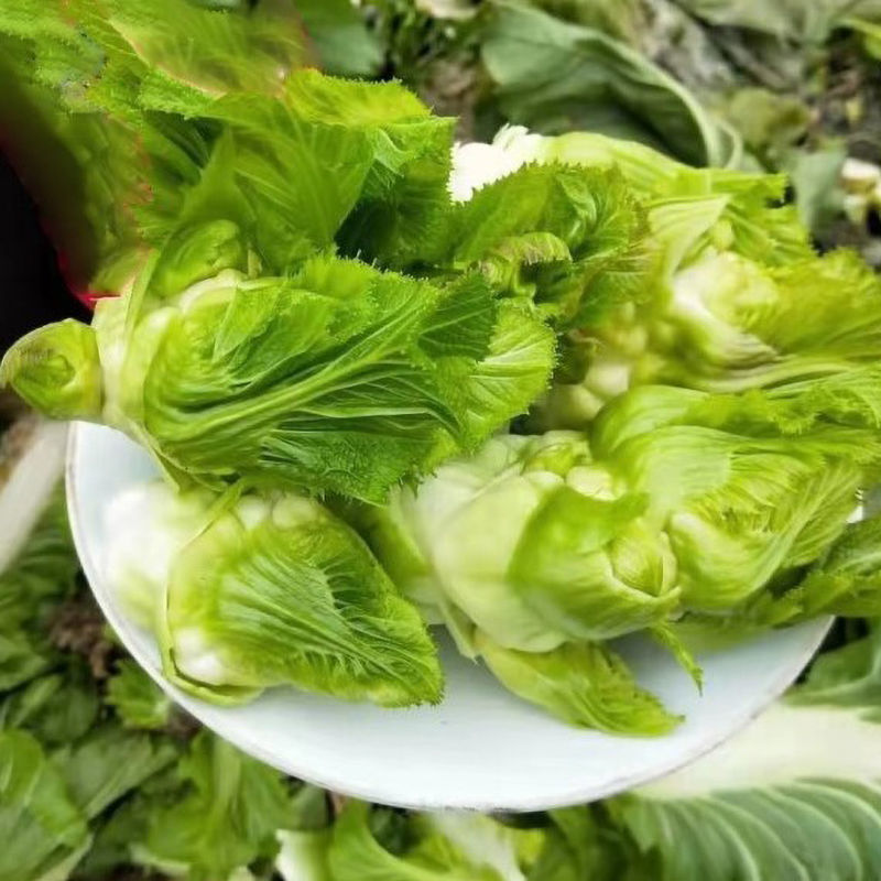 多子多福中熟儿菜种子耐寒性强口感脆嫩品质优良