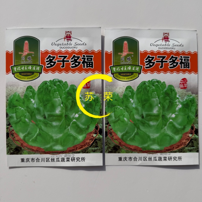多子多福中熟儿菜种子耐寒性强口感脆嫩品质优良