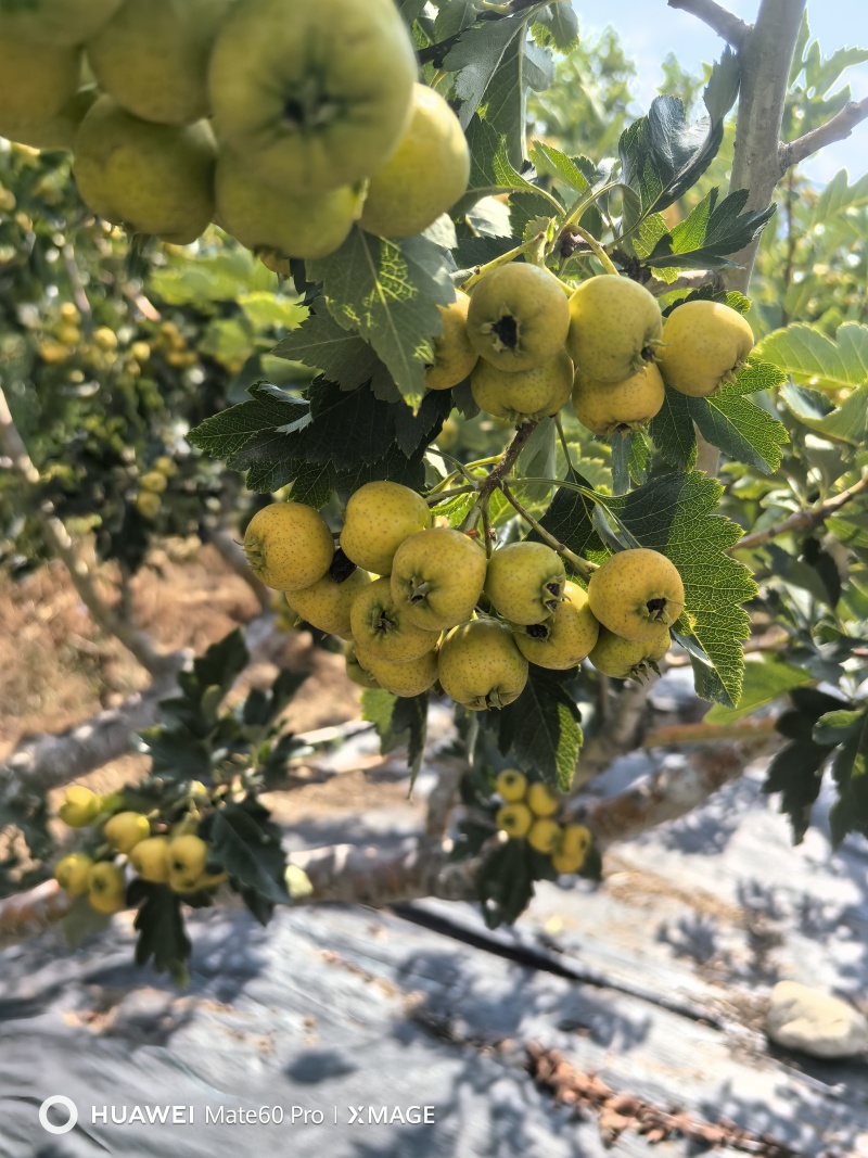 精品山楂甜红子山楂黄佥豆黄山楂，黄如义山楂