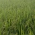大米东北长粒香大米大量上市，量大价格从优，产地直销
