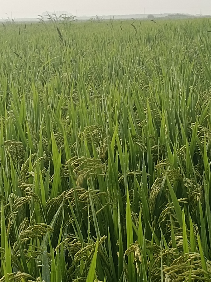 大米东北长粒香大米大量上市，量大价格从优，产地直销