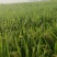 大米东北长粒香大米大量上市，量大价格从优，产地直销