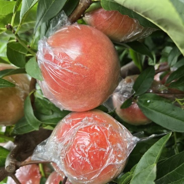 超红秦王膜袋毛桃大量供应30天