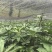 自产自销正规货源重楼特惠促销