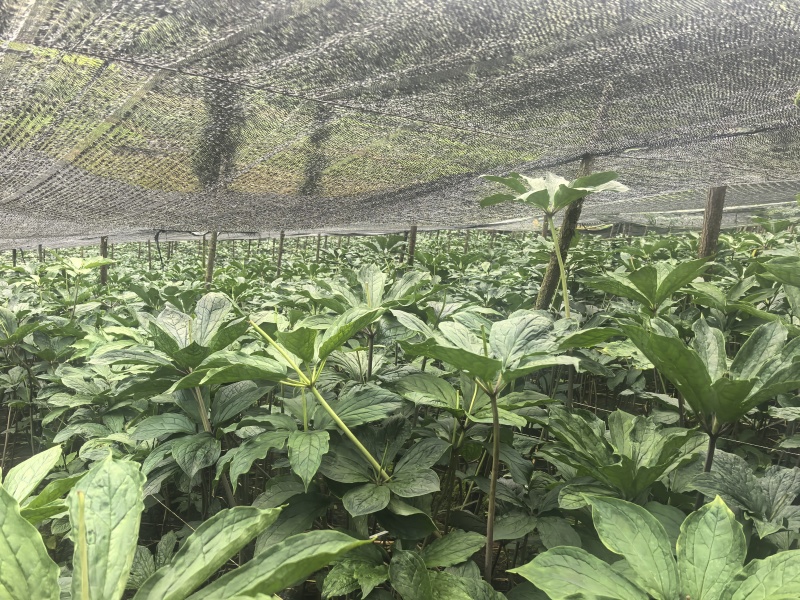 自产自销正规货源重楼特惠促销