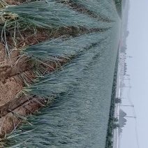 大葱