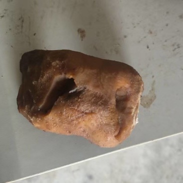 牛鼻子牛耳朵牛嘴清水退毛毛退的干净火烧退毛