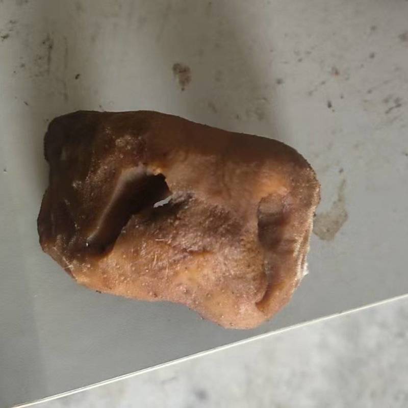 牛鼻子牛耳朵牛嘴清水退毛毛退的干净火烧退毛