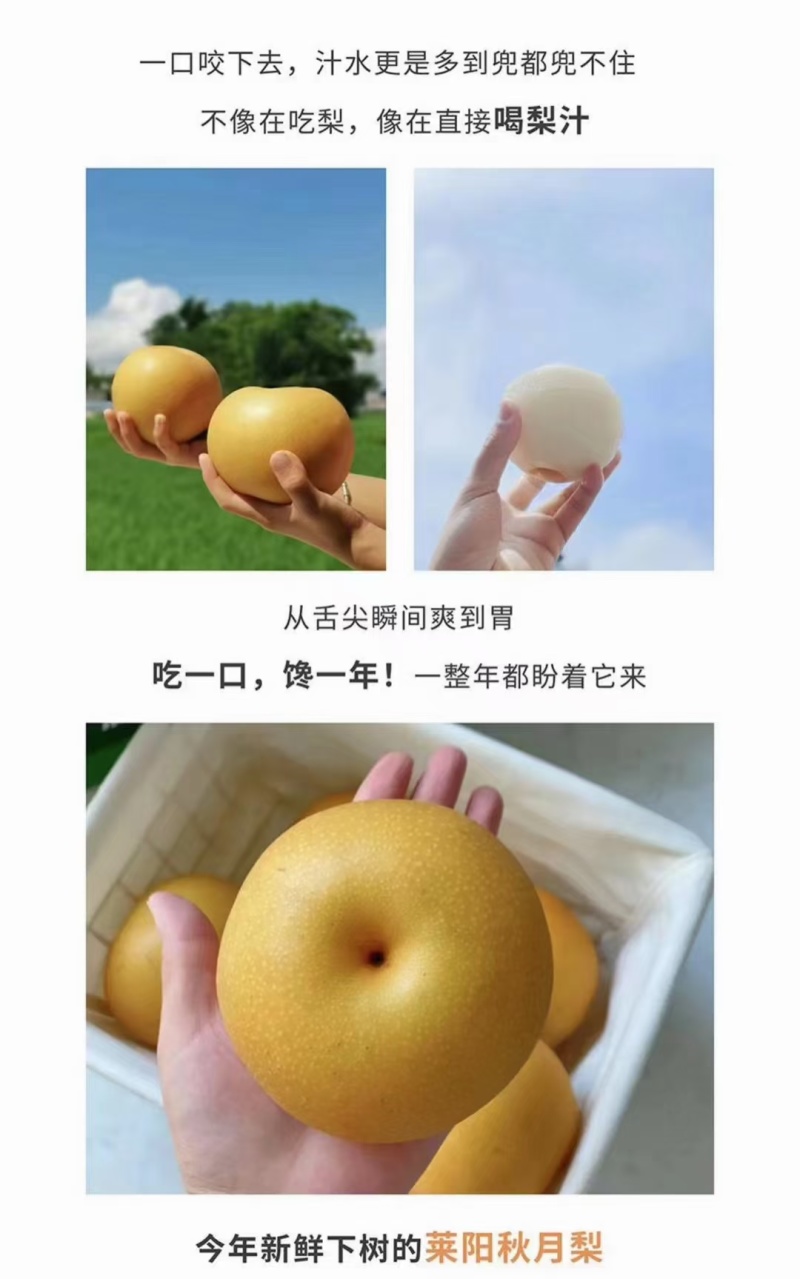 秋月梨