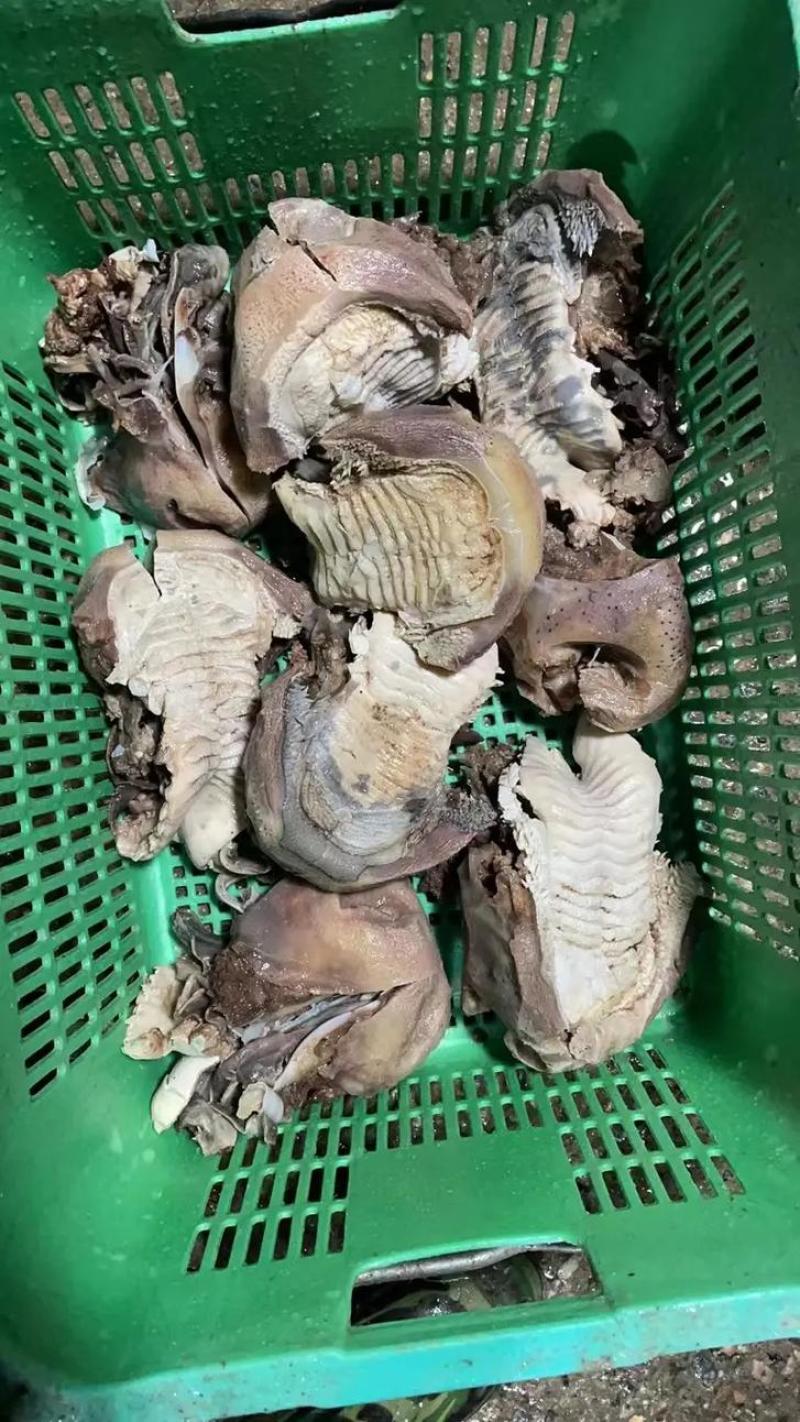 牛鼻子牛耳朵牛嘴清水退毛毛退的干净火烧退毛