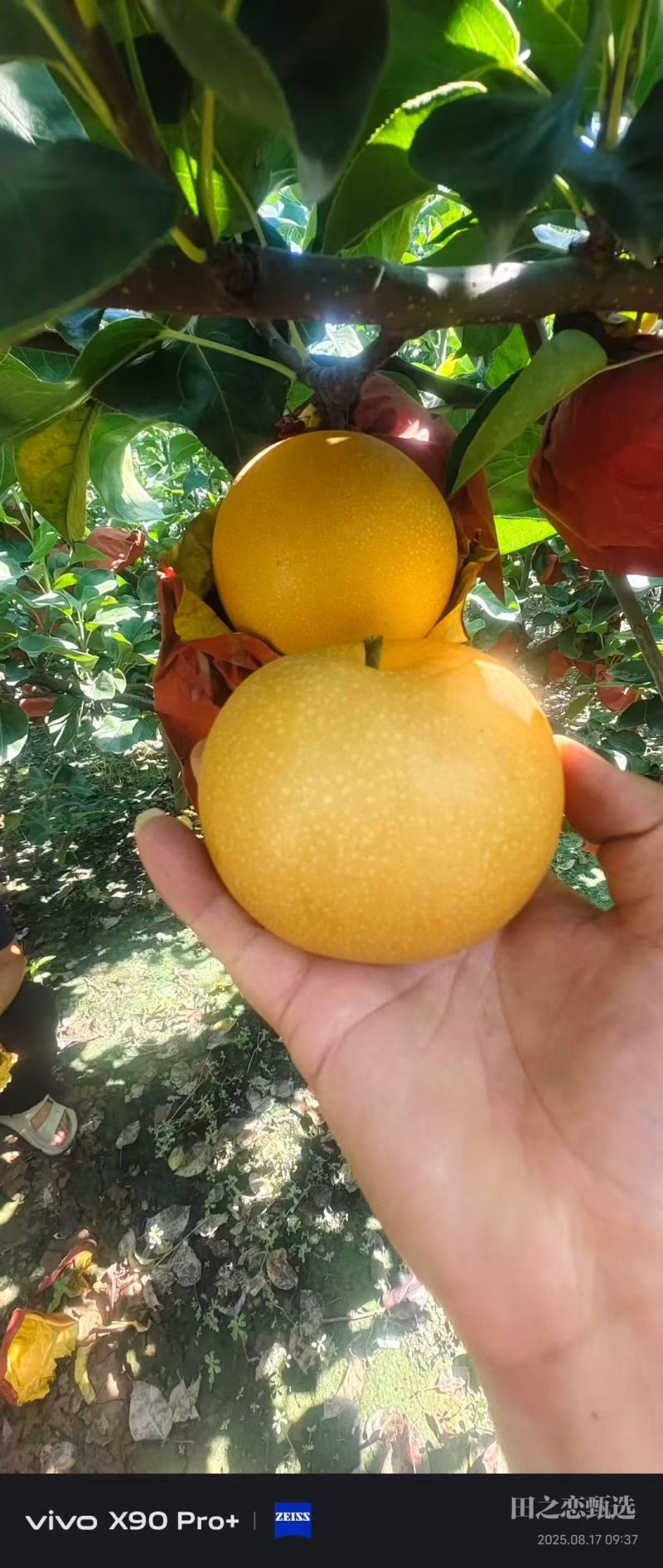 晚秋富硒梨基地直销保质保量实力代发收皮薄多汁