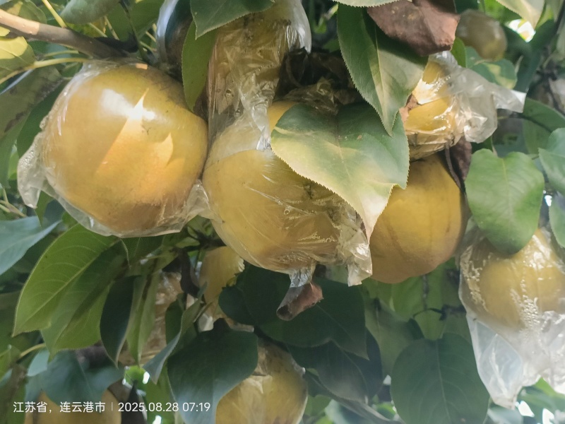 晚秋黄梨