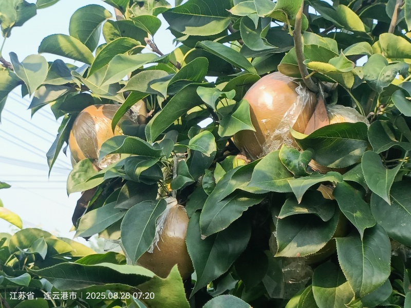 晚秋黄梨