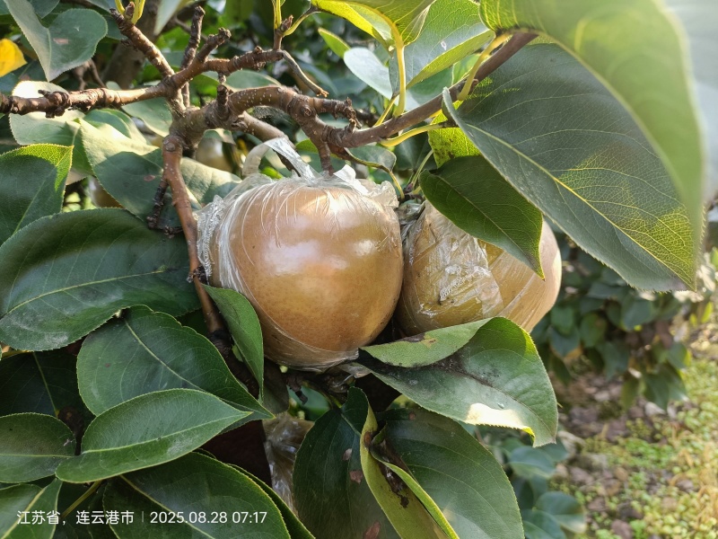 晚秋黄梨