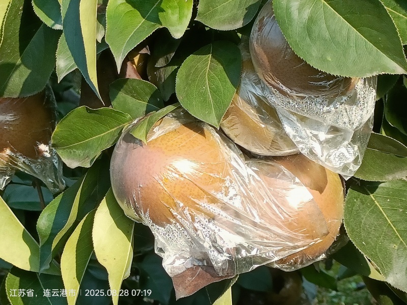 晚秋黄梨