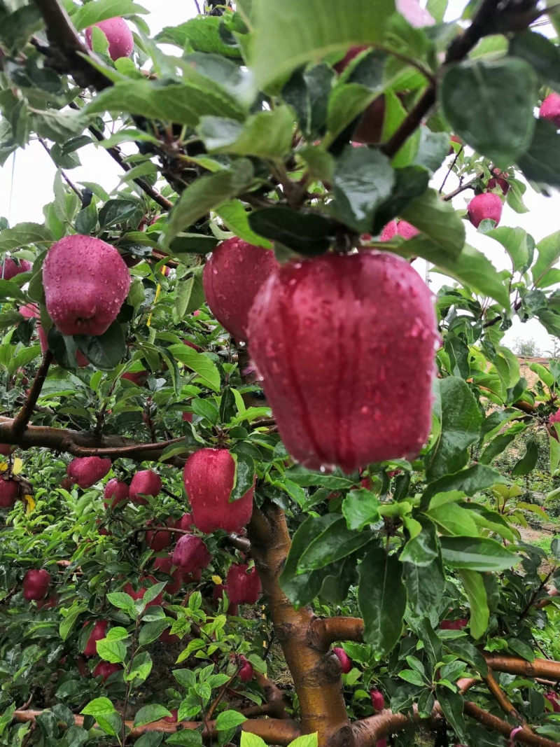 正宗天水花牛
