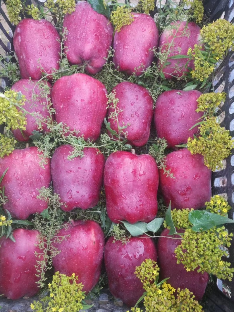 正宗天水花牛