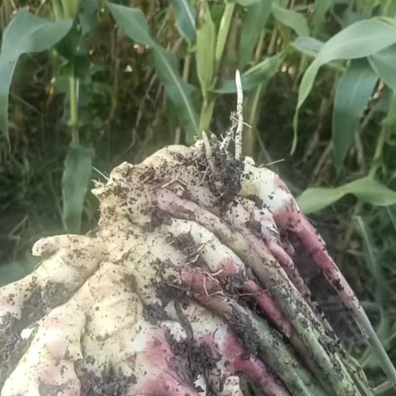 生姜