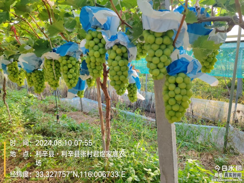 阳光玫瑰，@精品阳光玫瑰葡萄，颗粒大，口感好，产地直發
