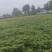 开封沙地鲜花生